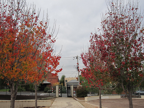 Autumnal avenue of trees 52/23/2